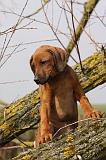 RODESIAN RIDGEBACK 180